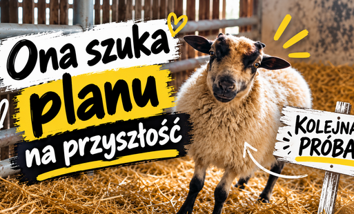 Zdjęcie do Owca wciąż szuka swojego miejsca